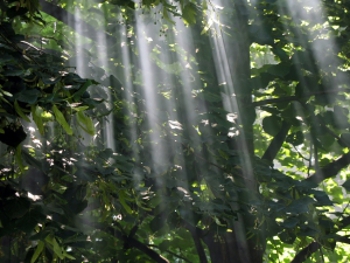 Immagine in primo piano per articolo con titolo: Comercio electrónico y medio ambiente