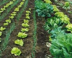 Nuevos proyectos innovadores de subsectores agroalimentarios