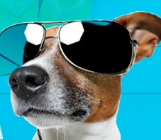 Descubre que animal representa tu startup