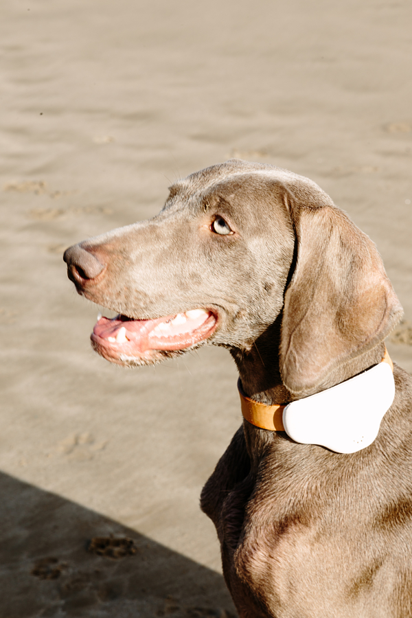 Leggi l'articolo Gosi lanza un geolocalizador de mascotas que los cuida y los adiestra