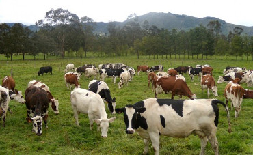 Central Lechera Asturiana busca ideas innovadoras que ayuden a su crecimiento