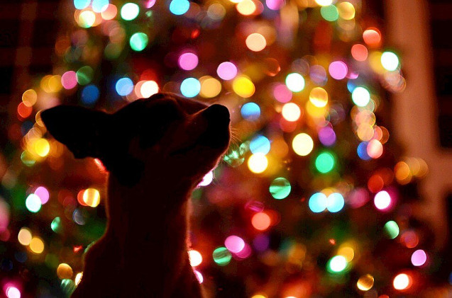 Cómo evitar que la factura de la luz nos arruine las fiestas