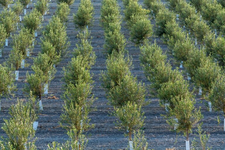 7 pymes españolas consiguen financiación para proyectos de mejora genética del olivo